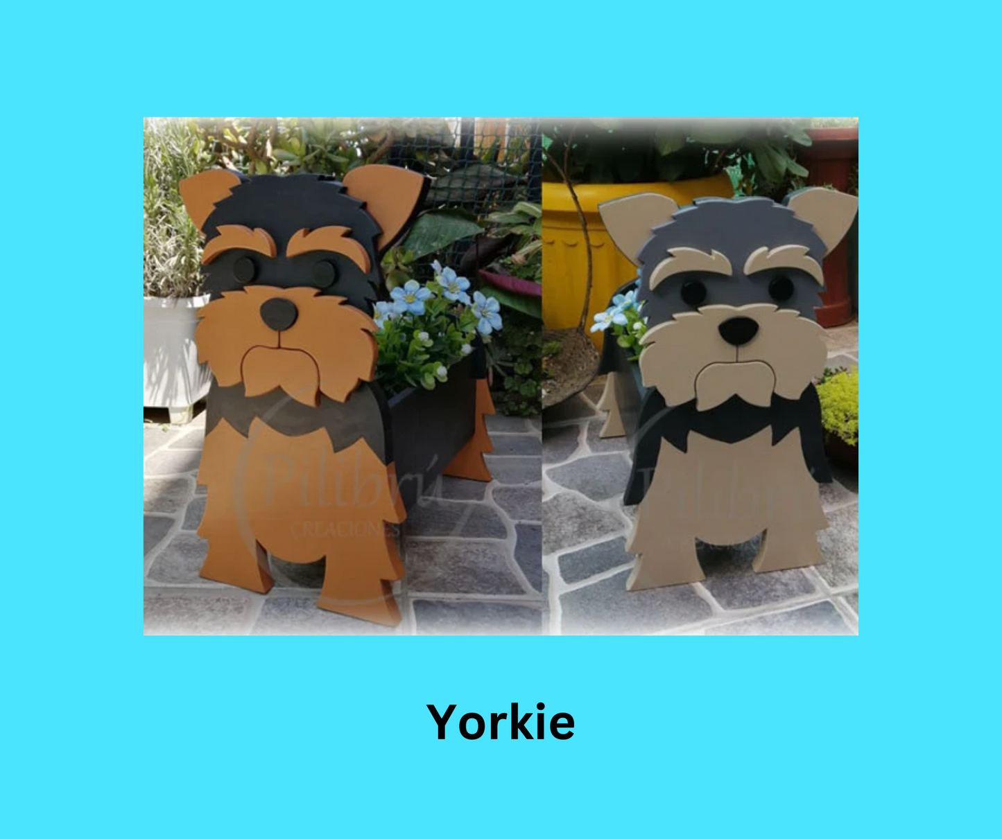 Yorkie