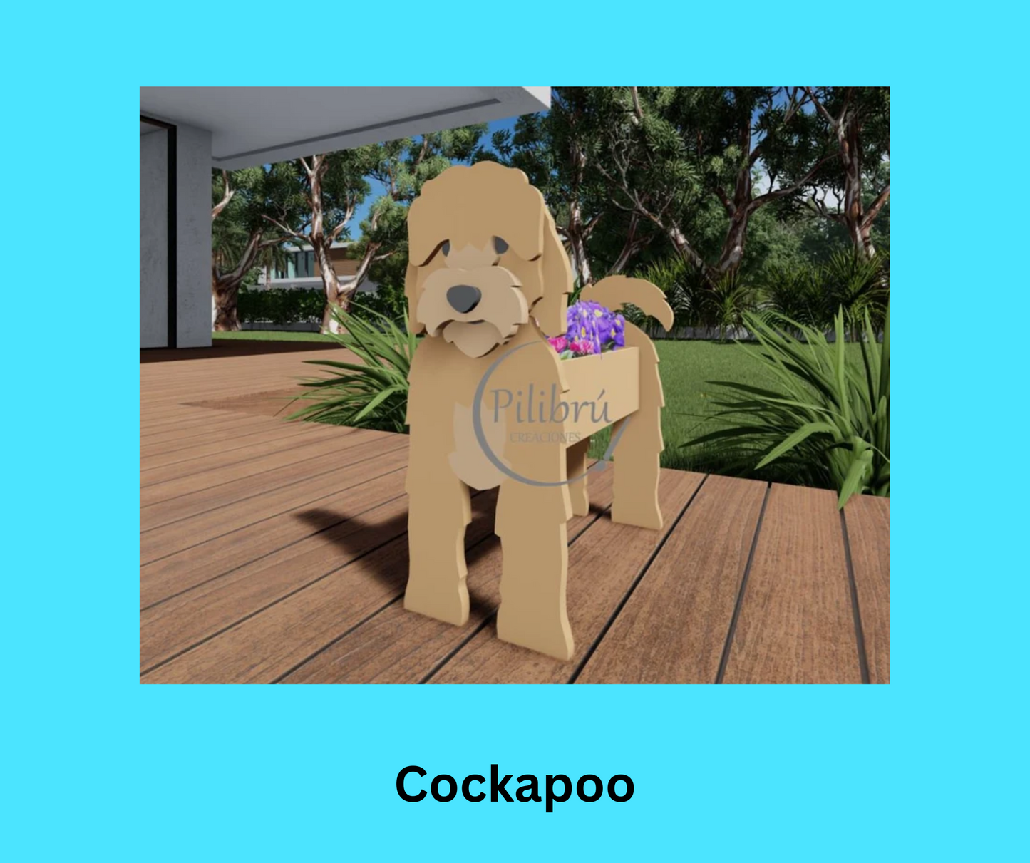 Cockapoo