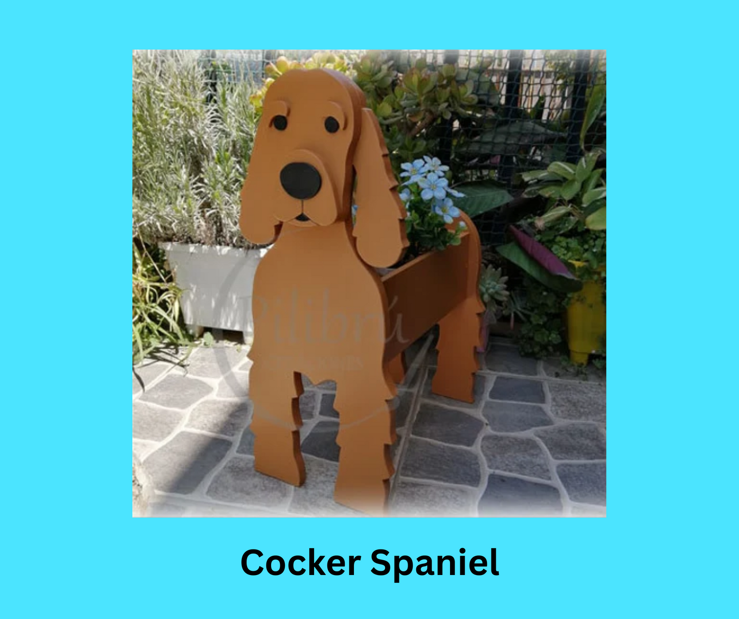 Cocker Spaniel