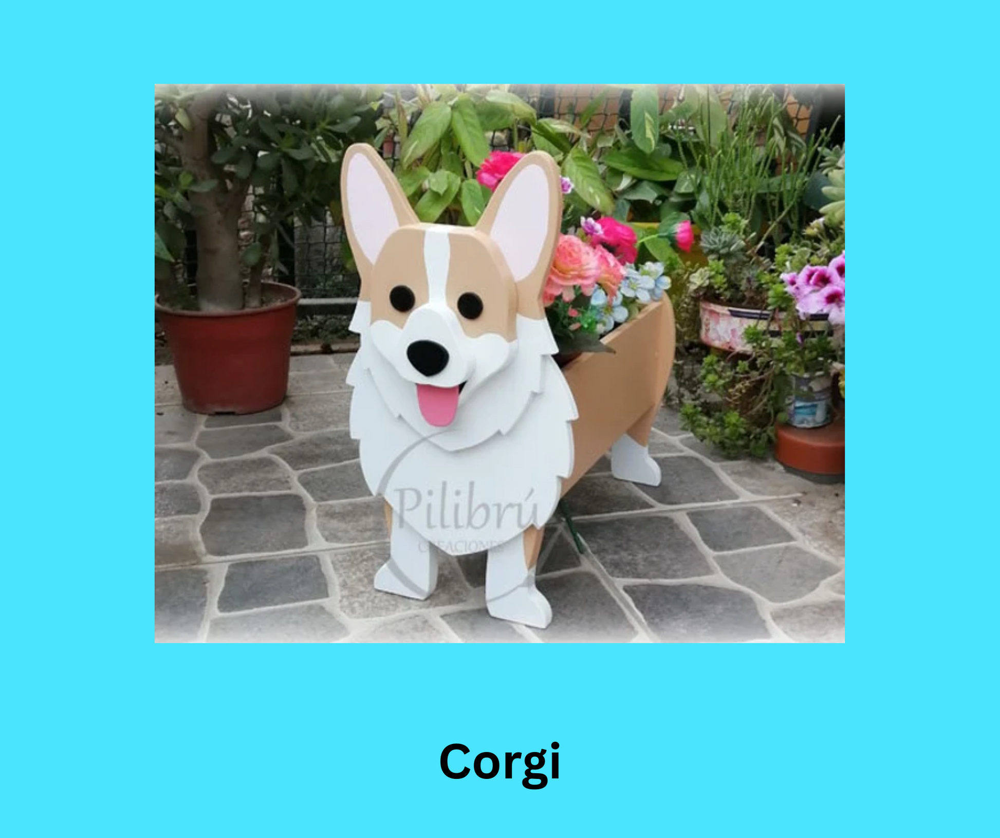 Corgi