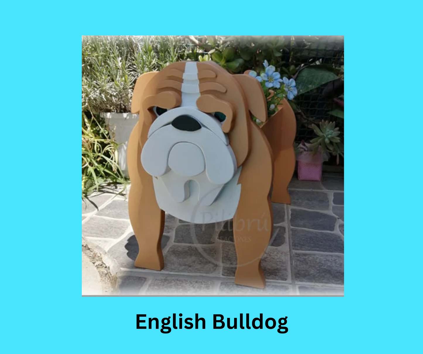 English Bulldog