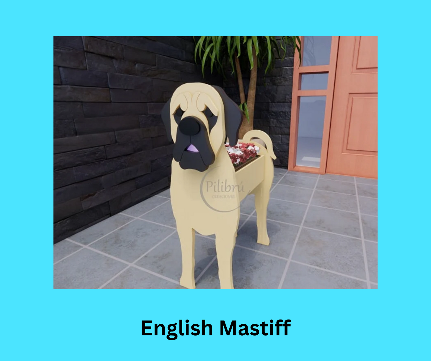 English Mastiff