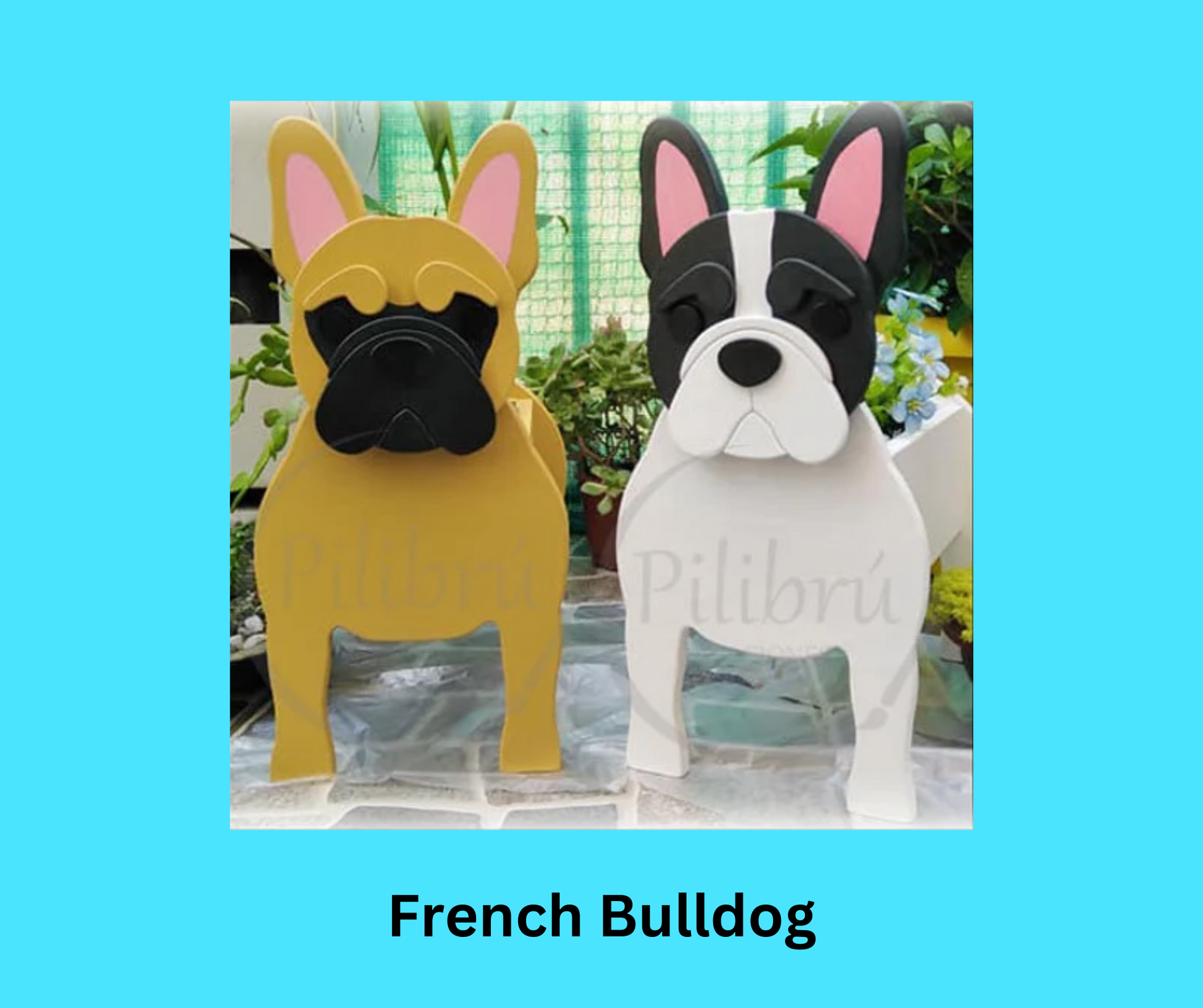 French Bulldog