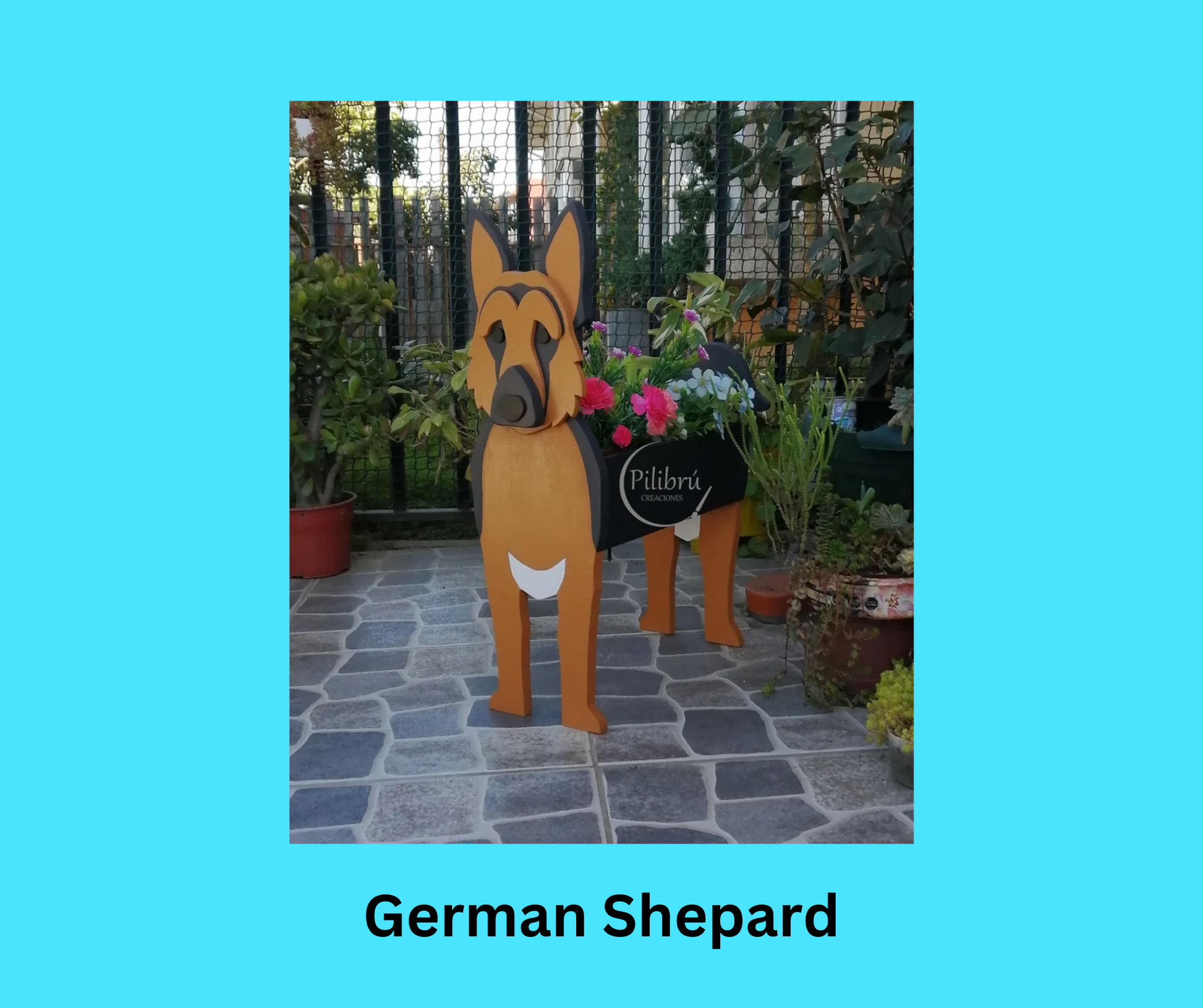 German Shepard