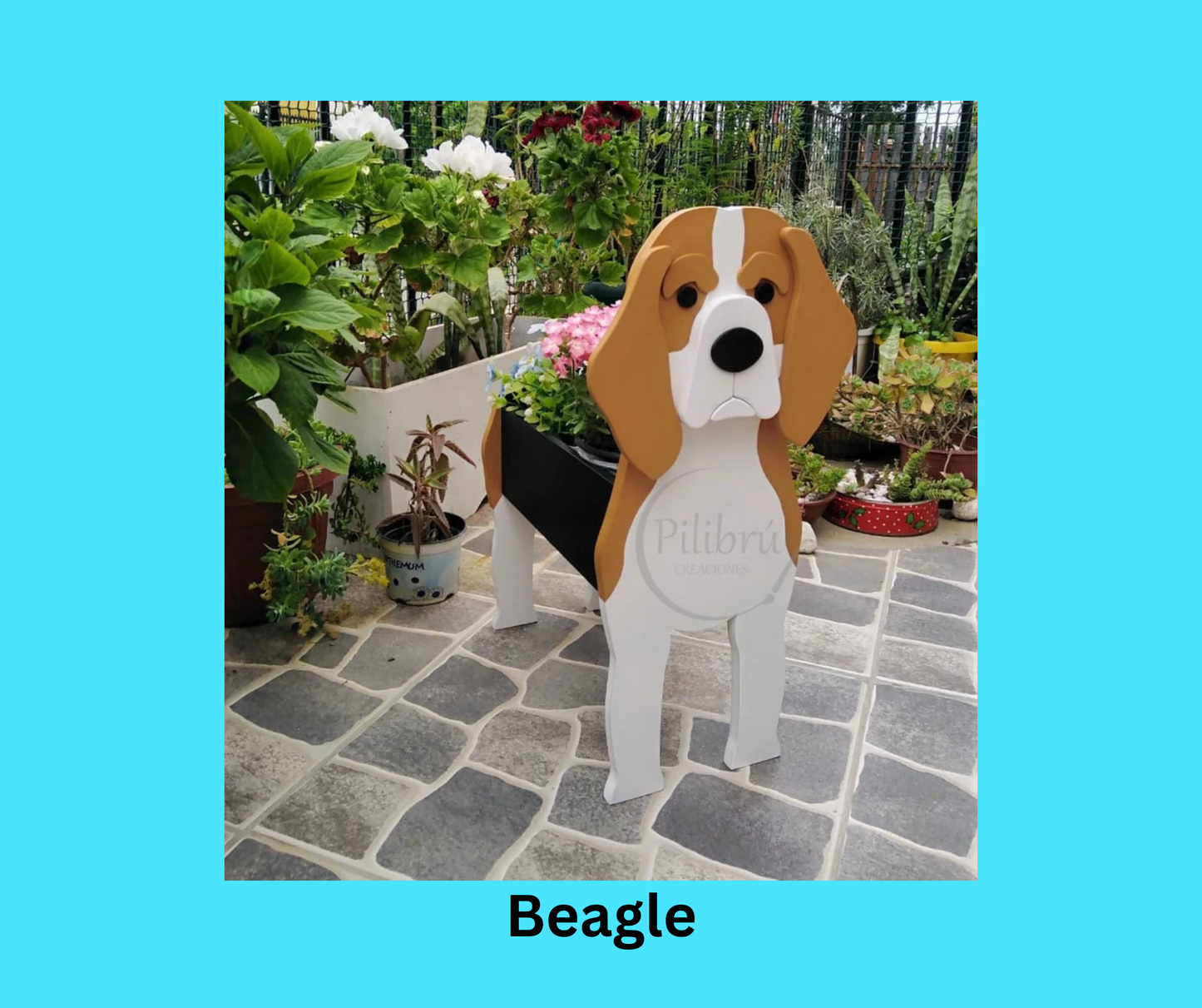 Beagle