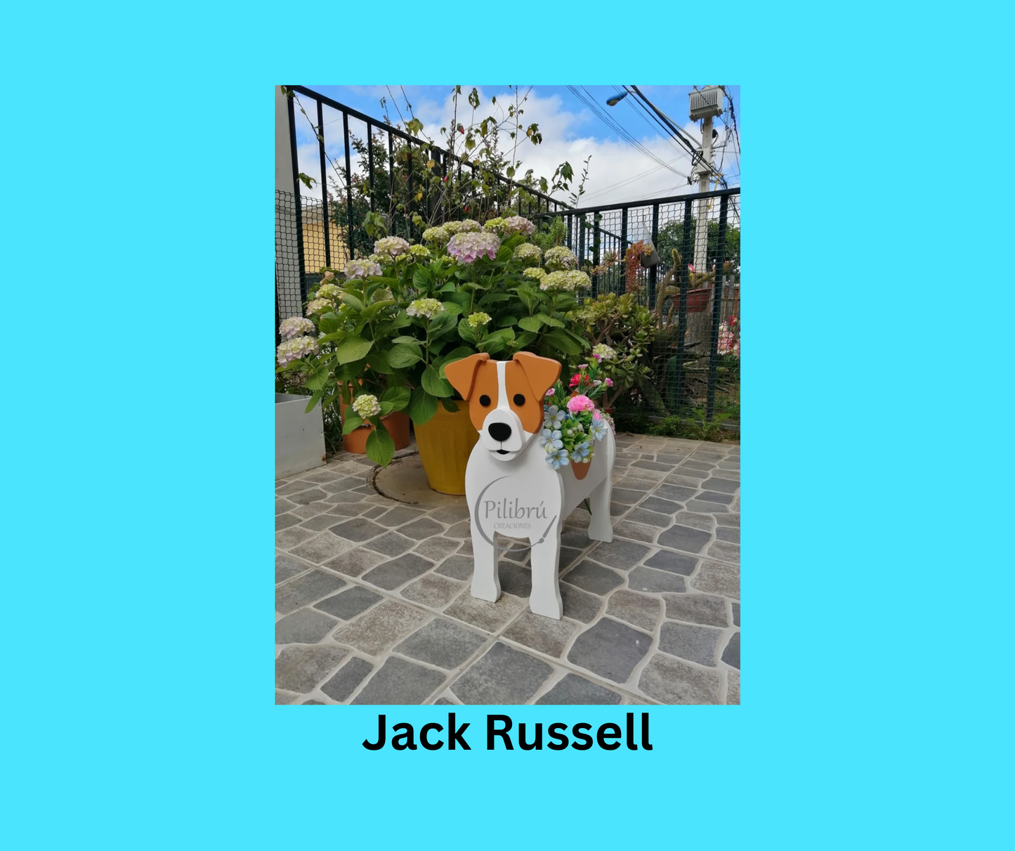 Jack Russell
