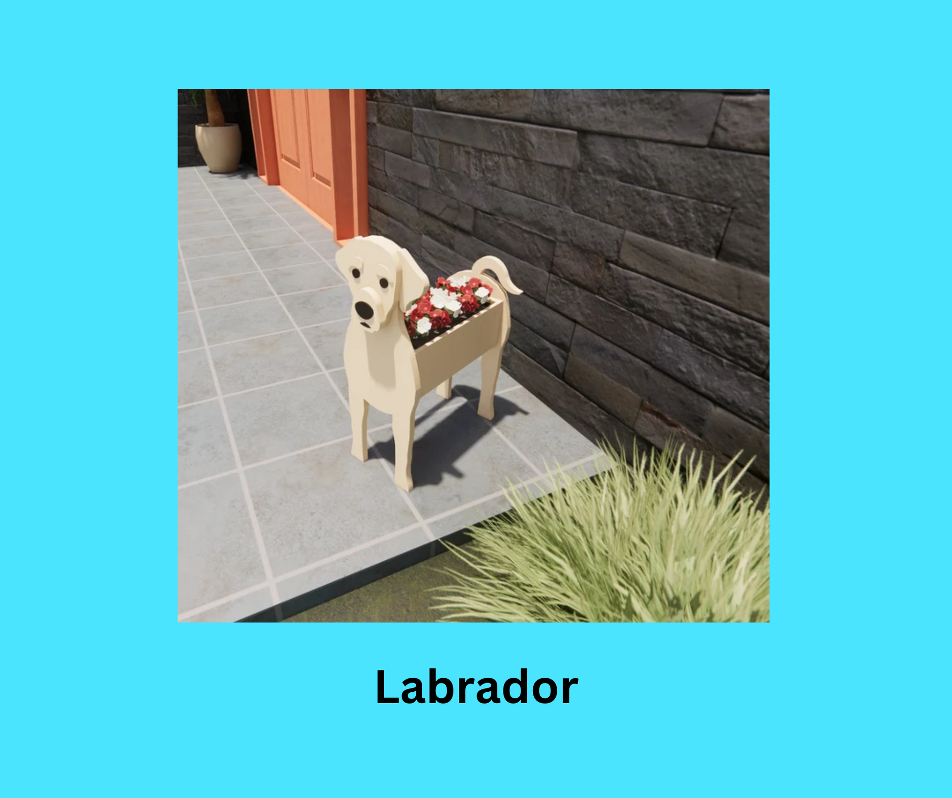 Labrador