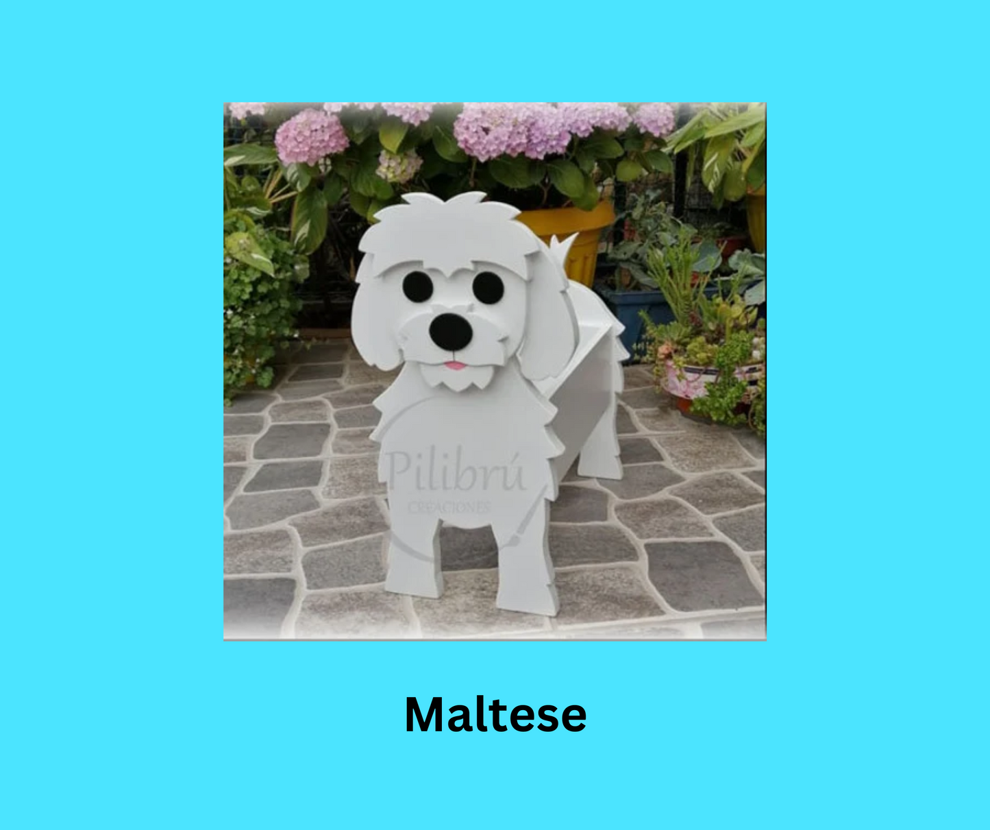Maltese
