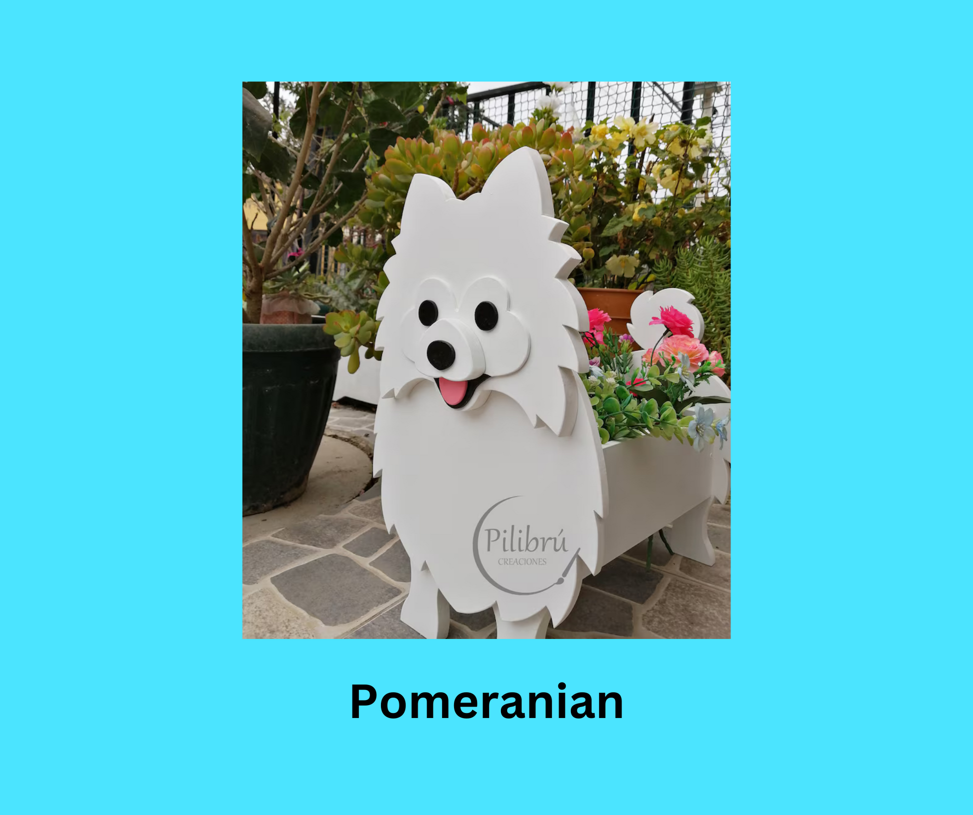 Pomeranian