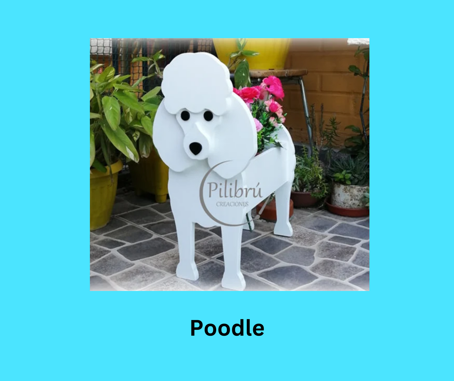 Poodle