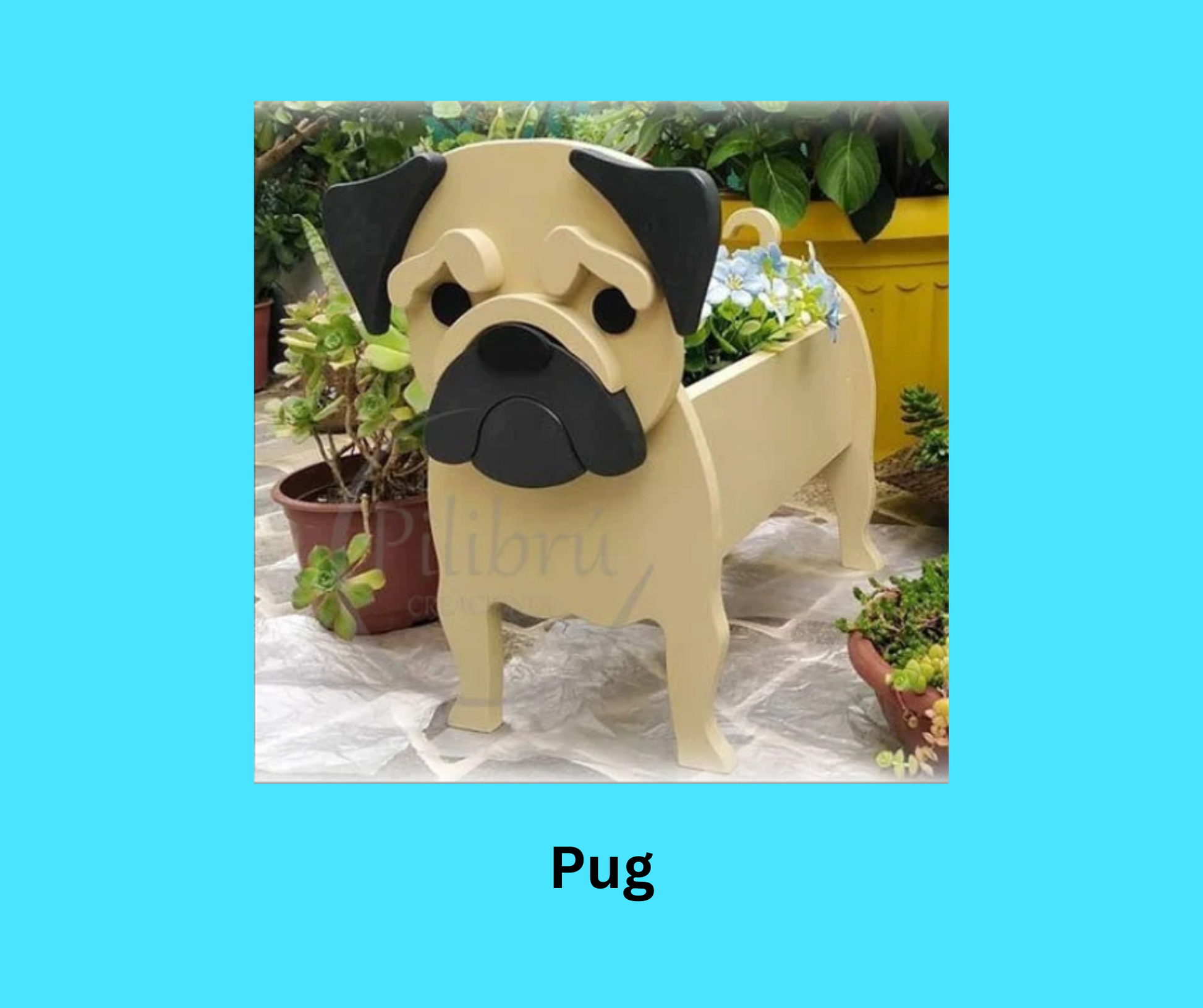 Pug