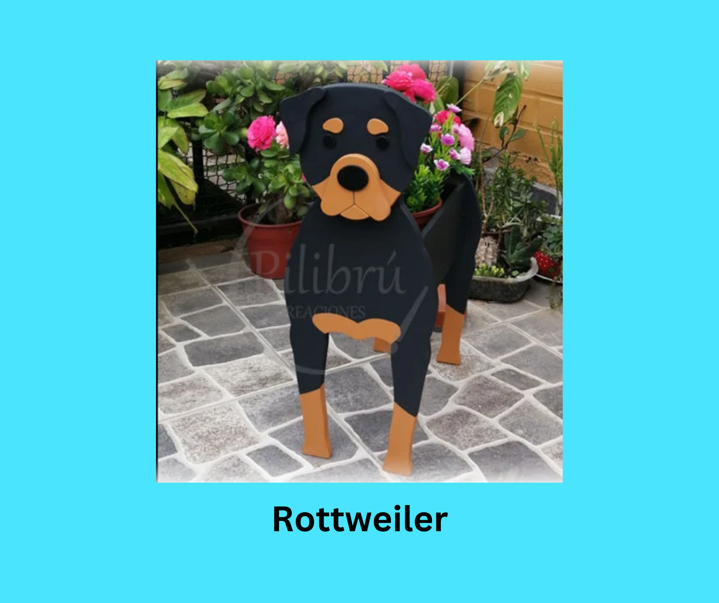 Rottweiler