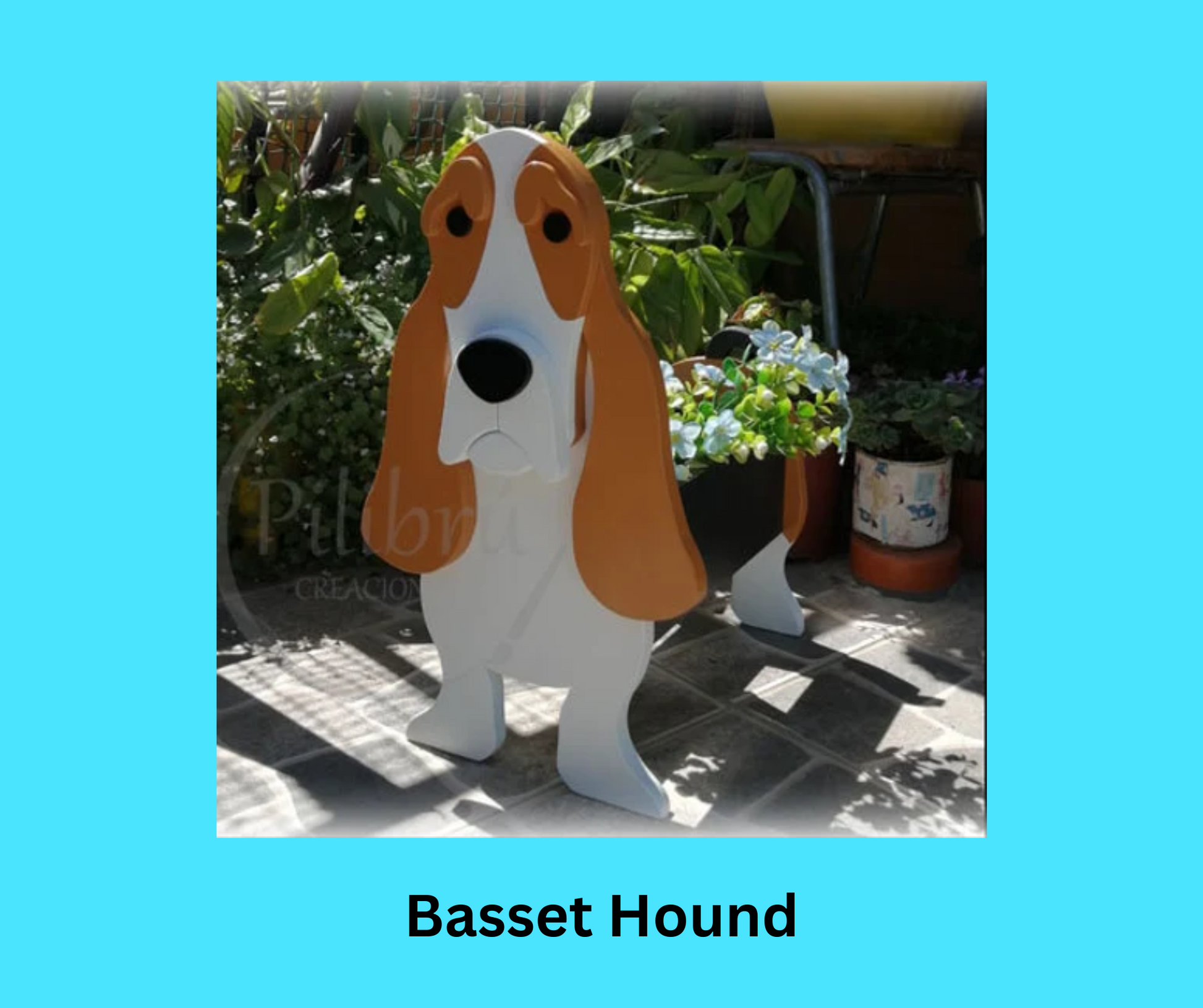 Basset Hound