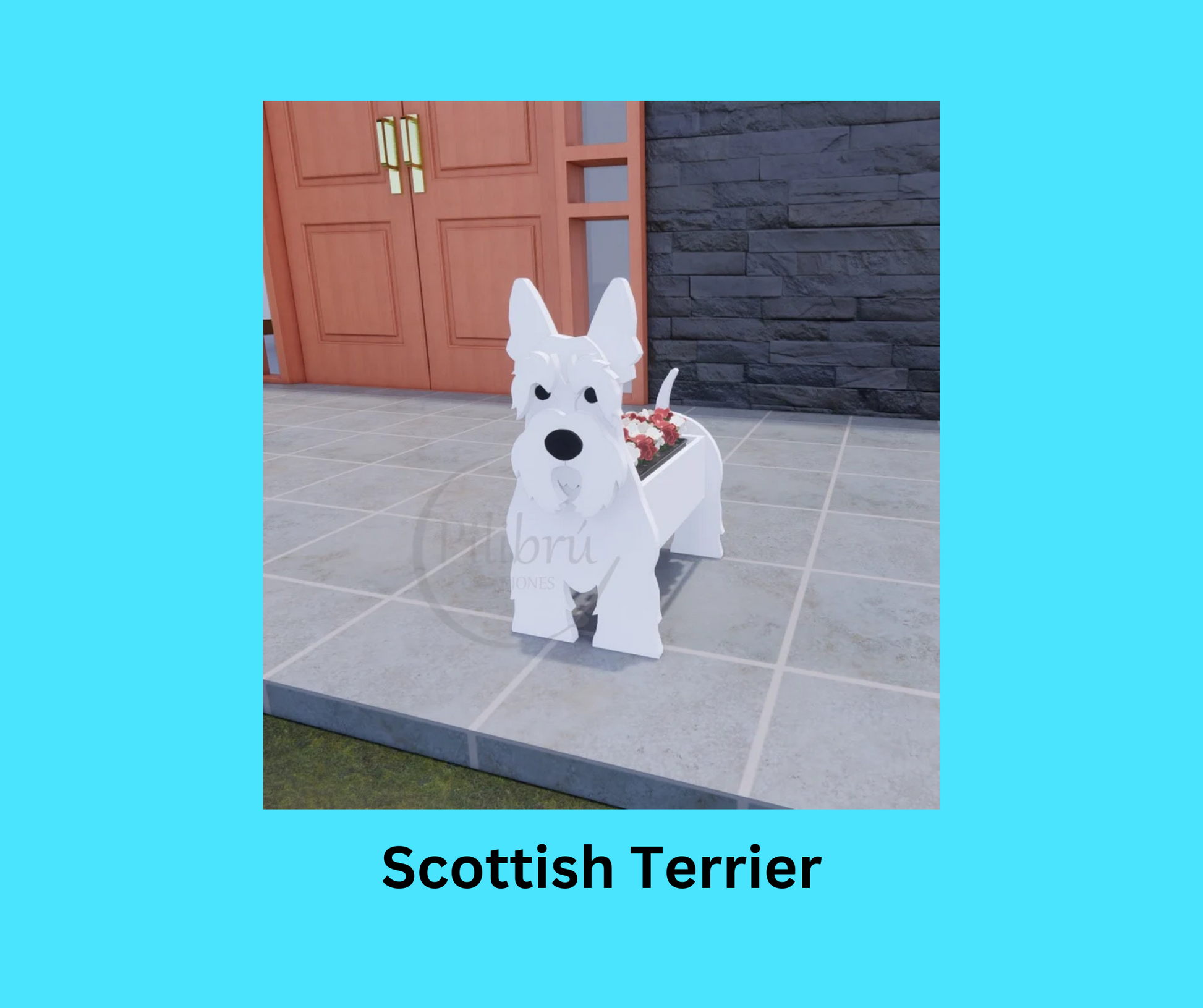Scottish Terrier