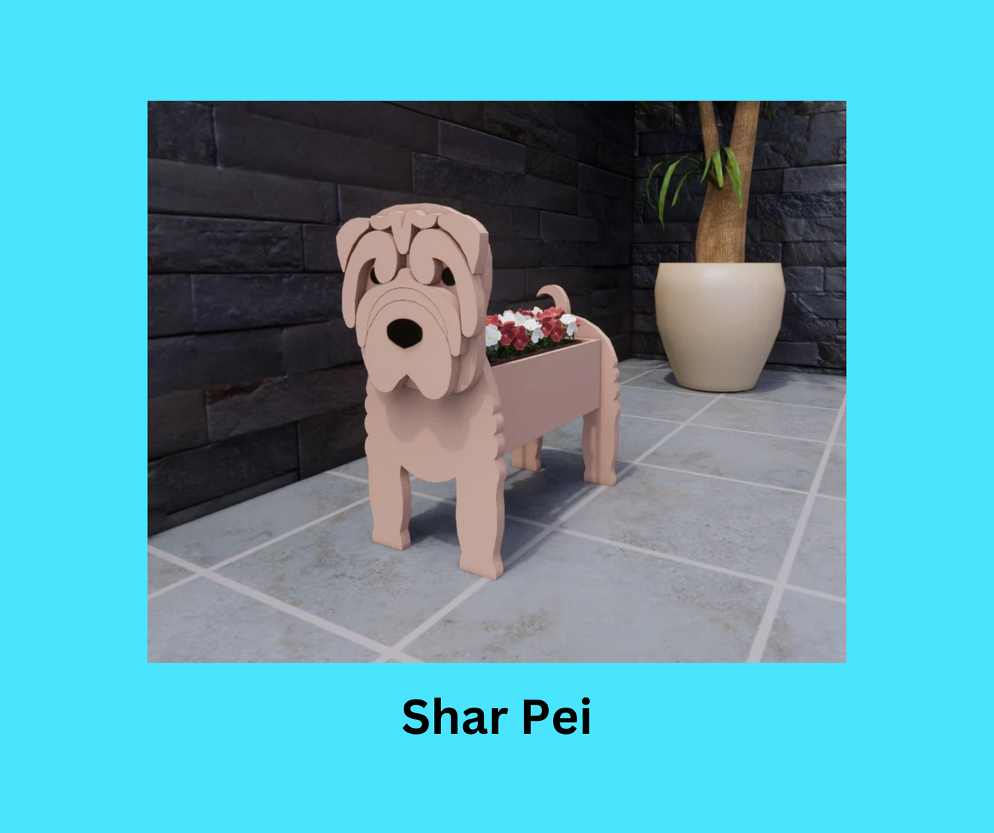 Shar Pei