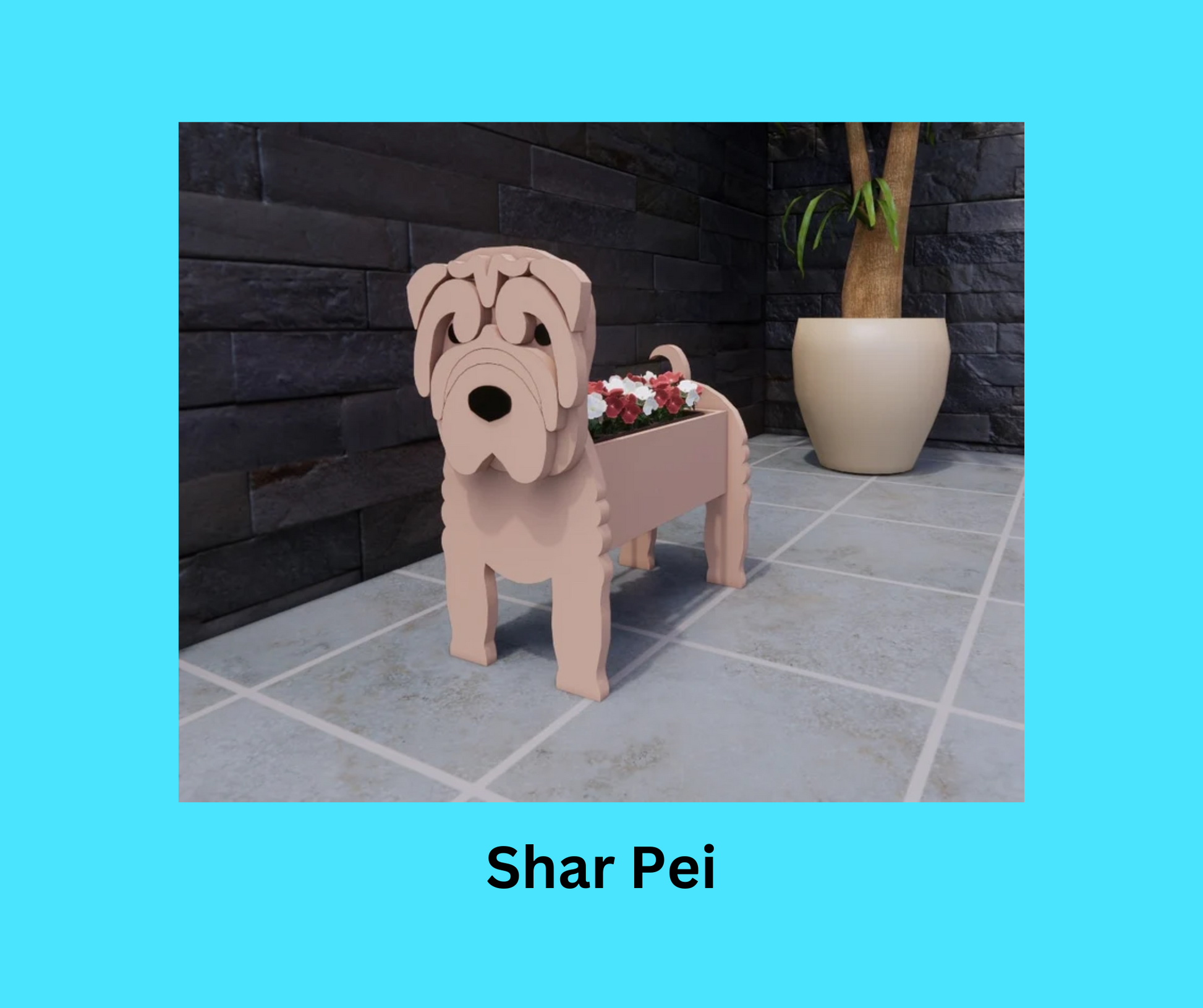 Shar Pei