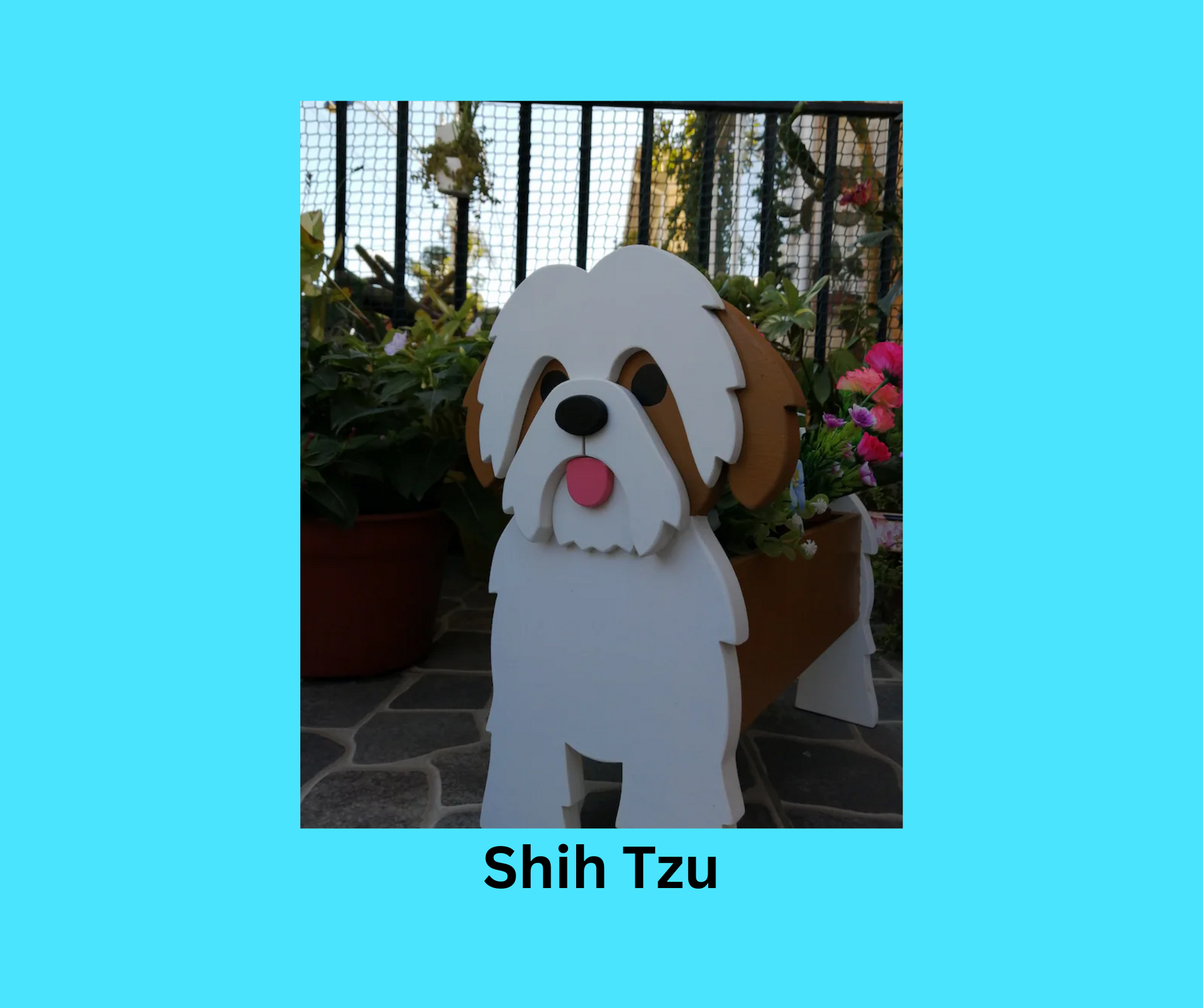 Shih Tzu