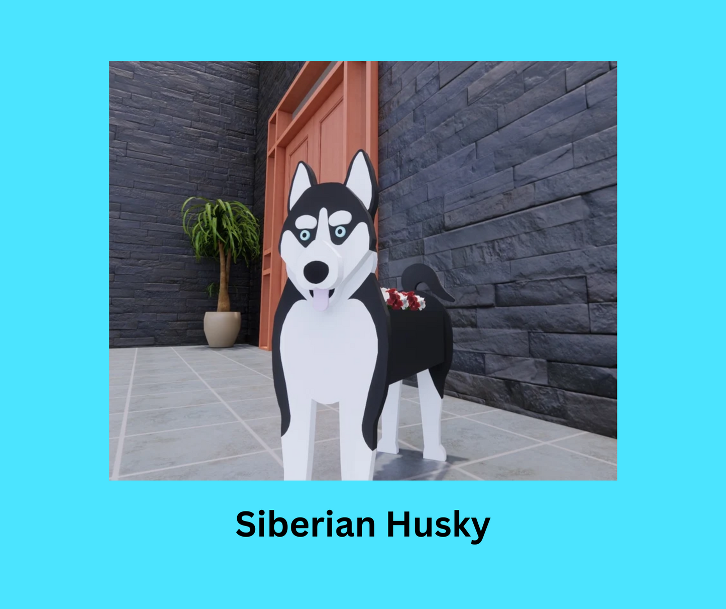 Siberian Husky