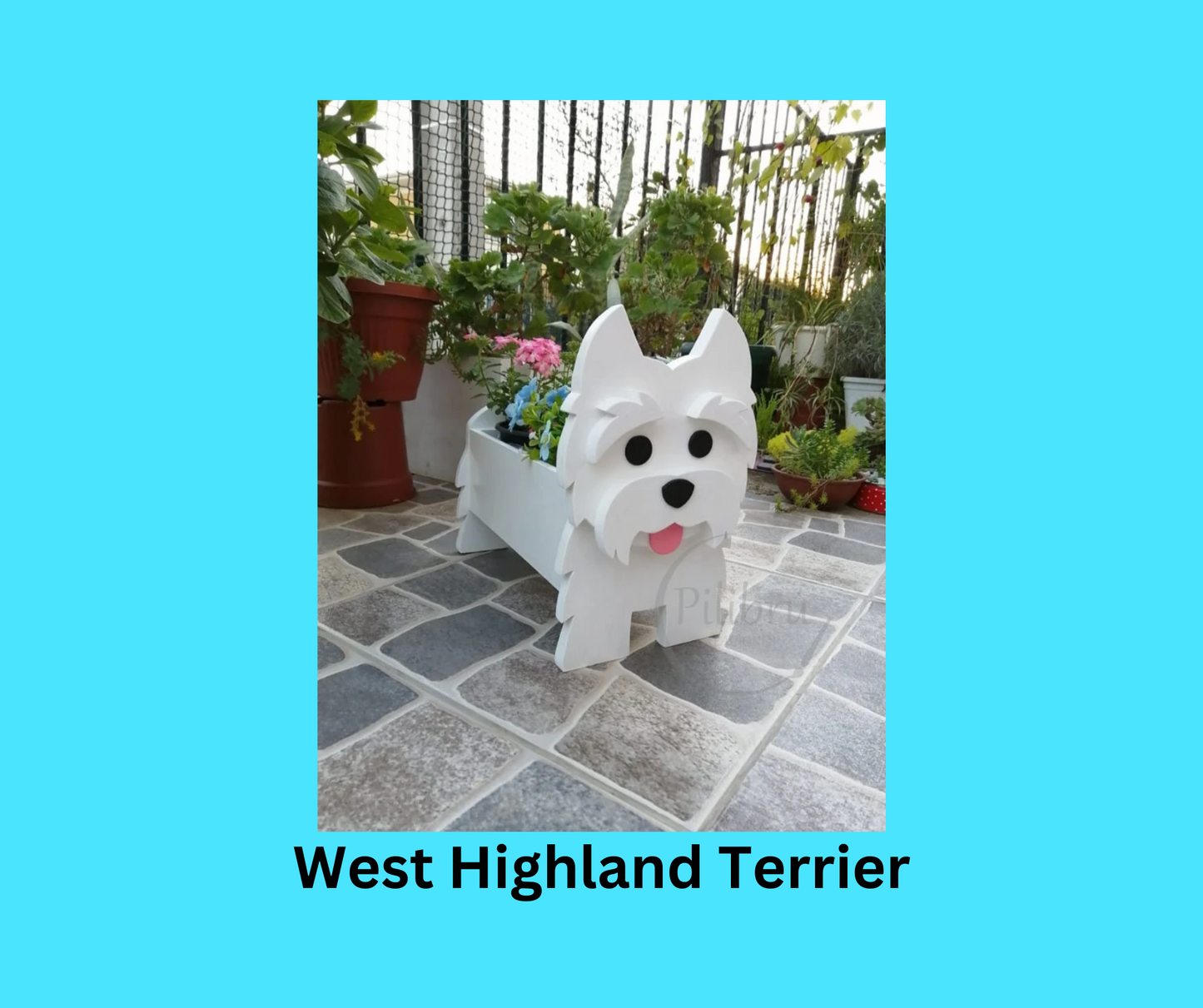 West Highland Terrier