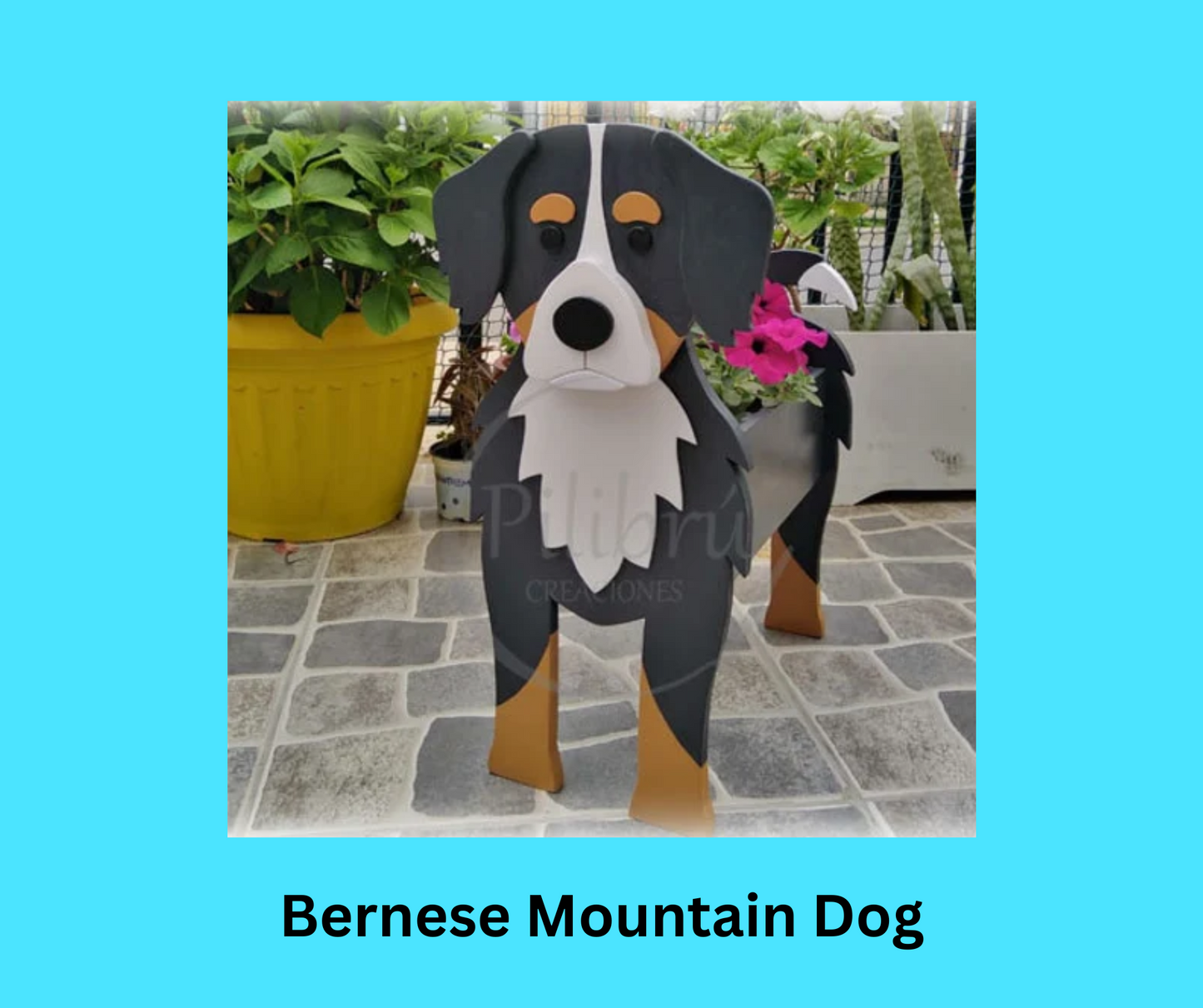 Bernese Mountain Dog