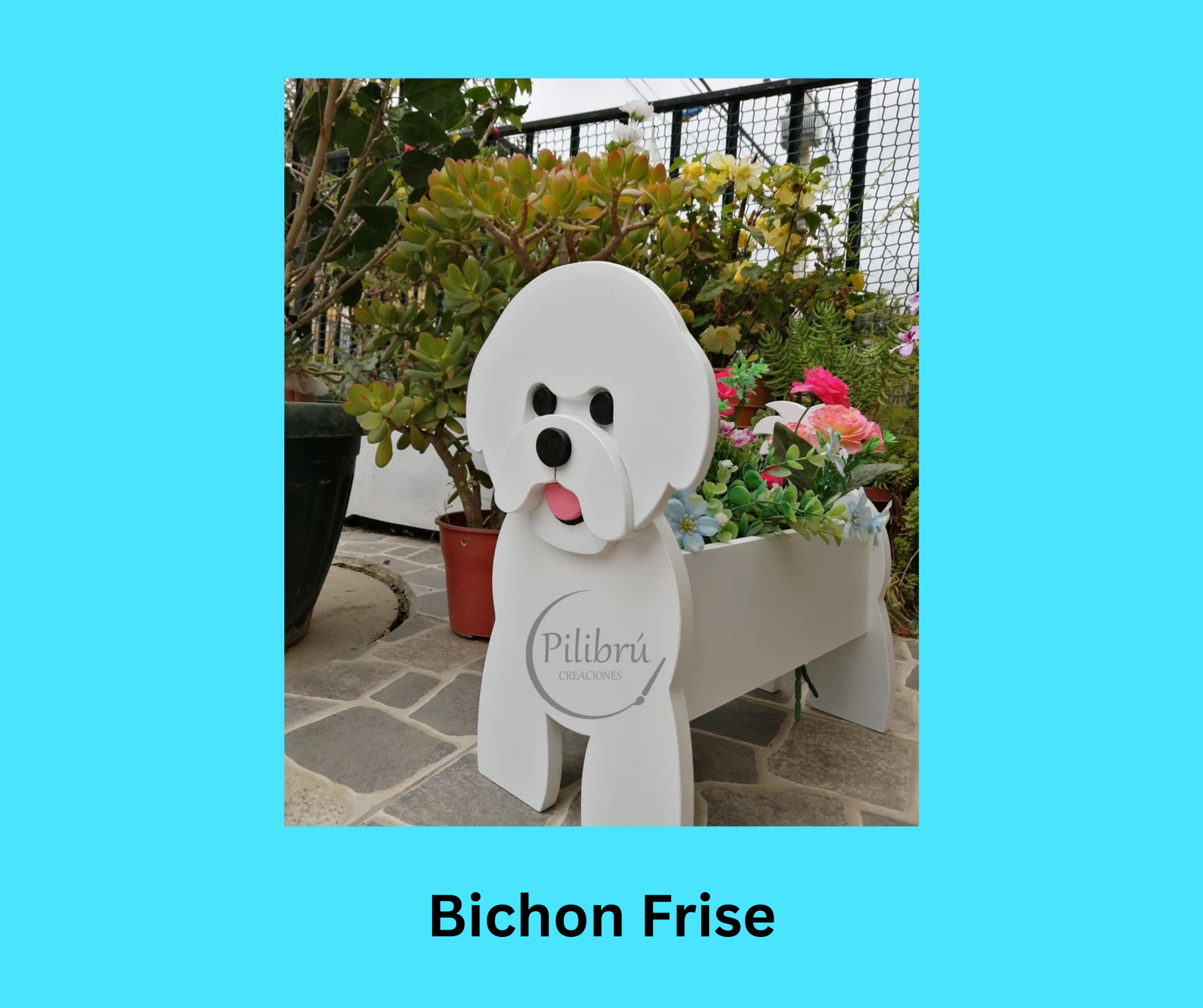 Bichon Frise