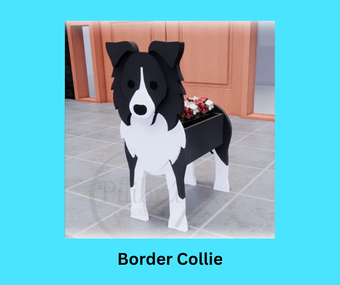 Border Collie