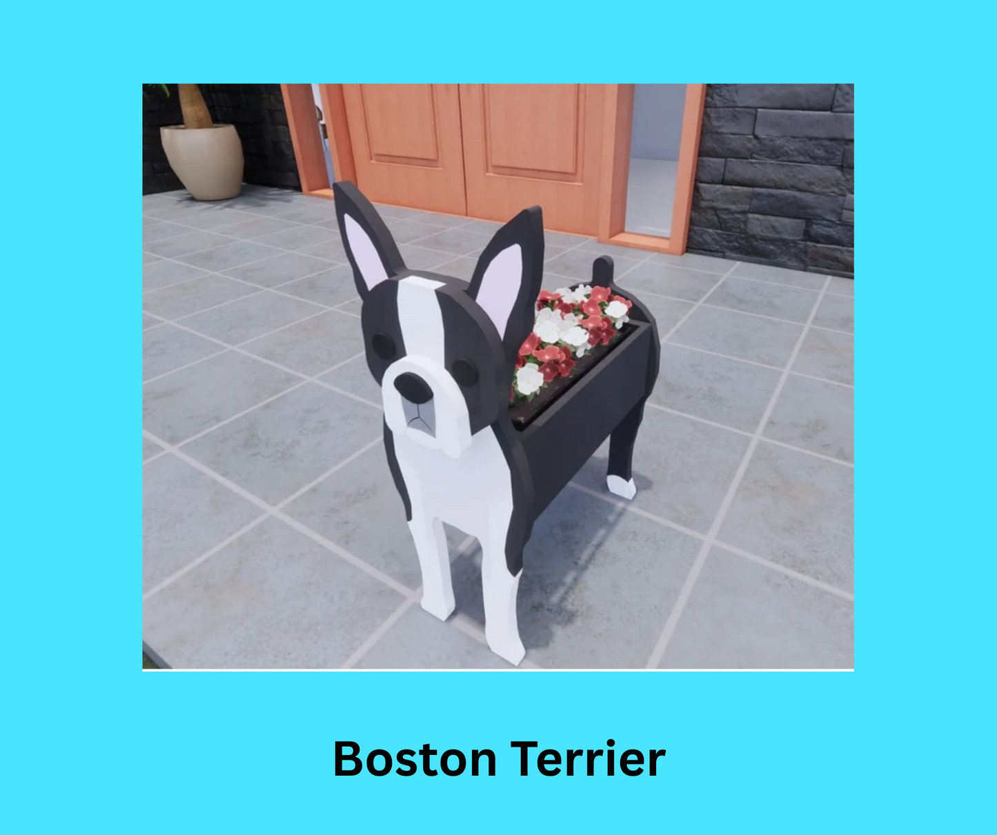 Boston Terrier