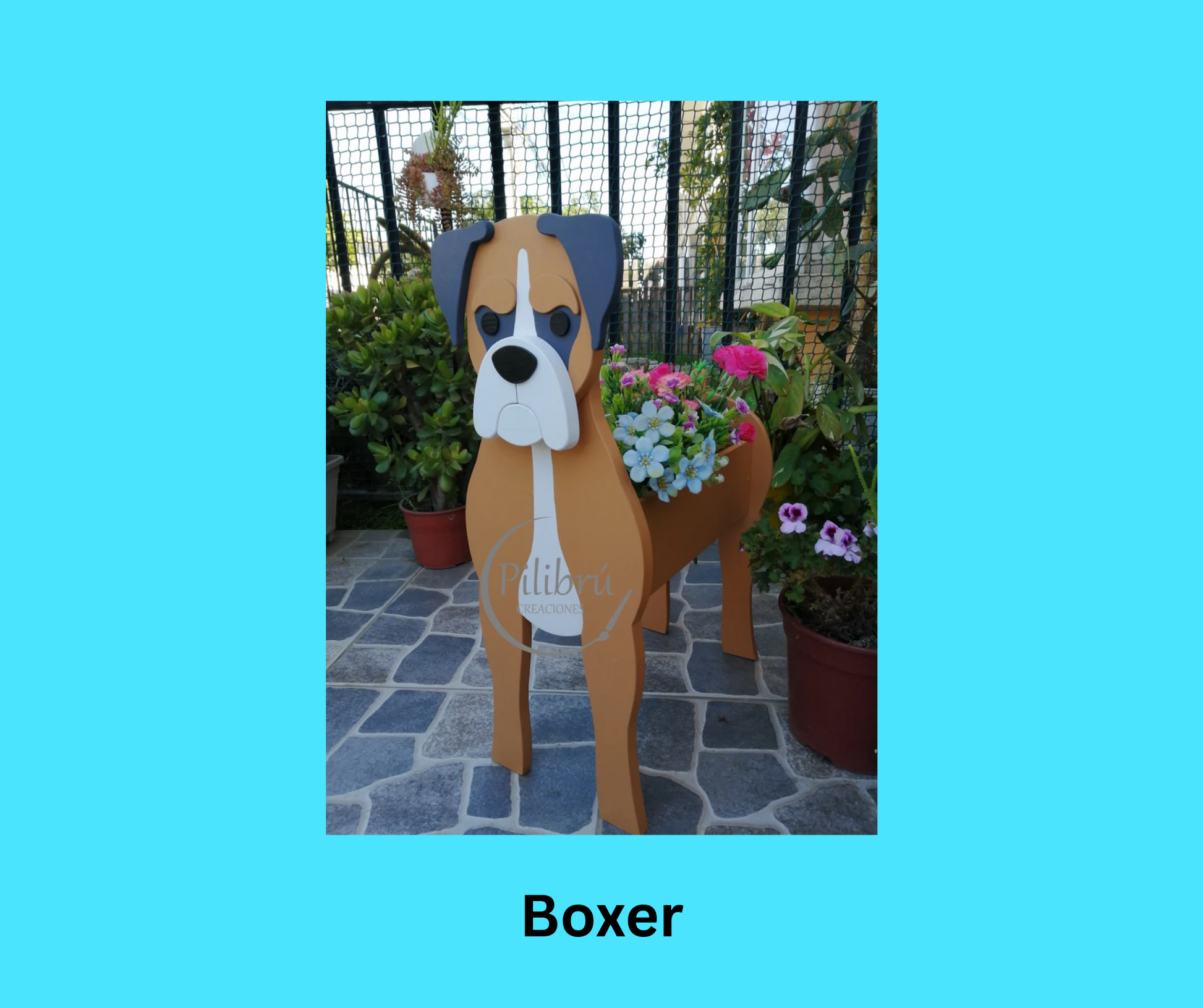 Boxer