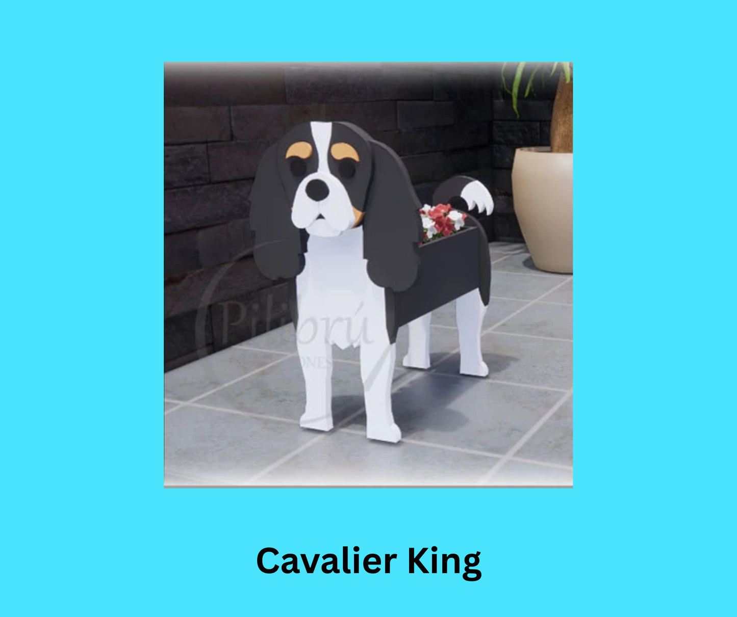 Cavalier King