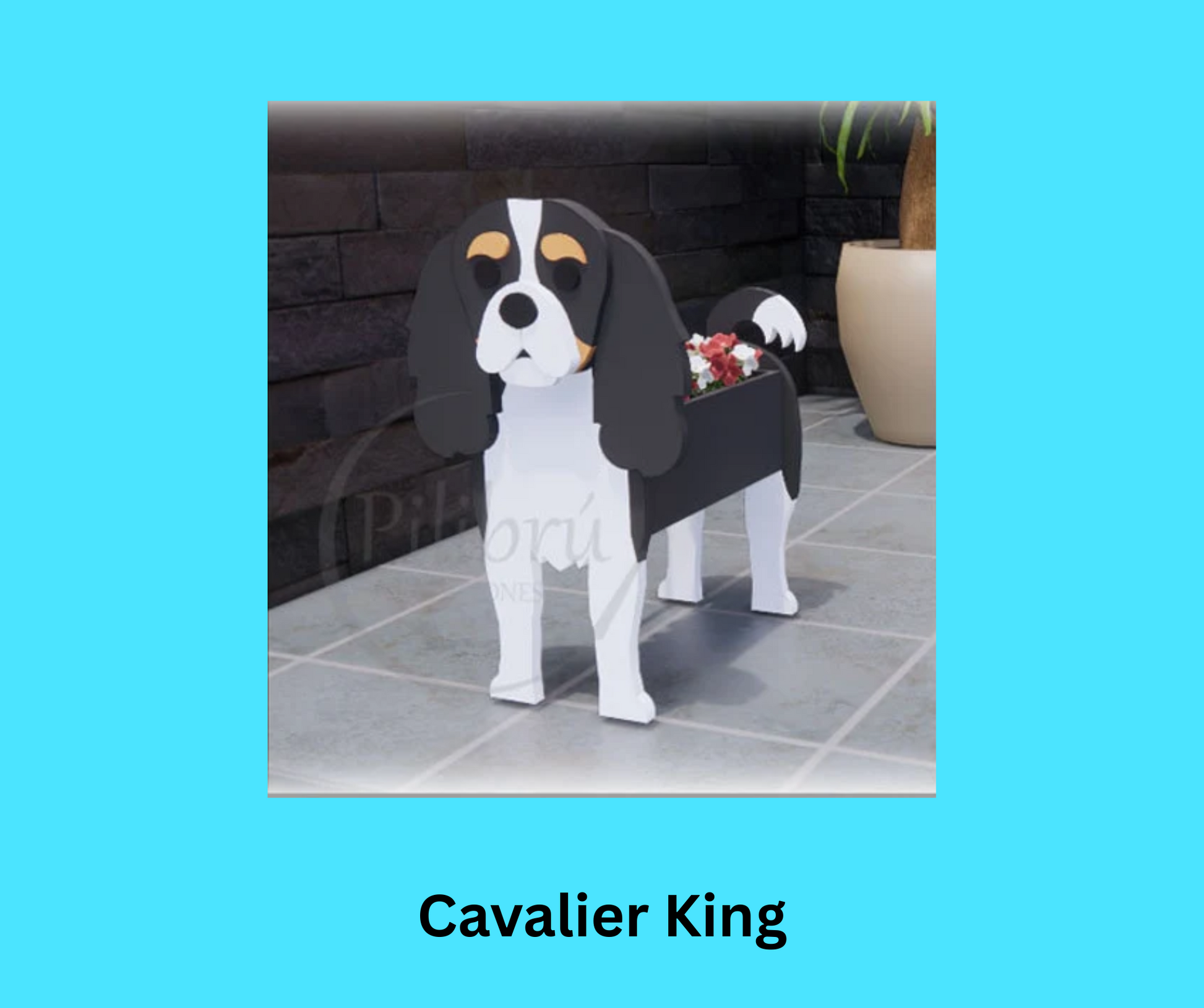 Cavalier King