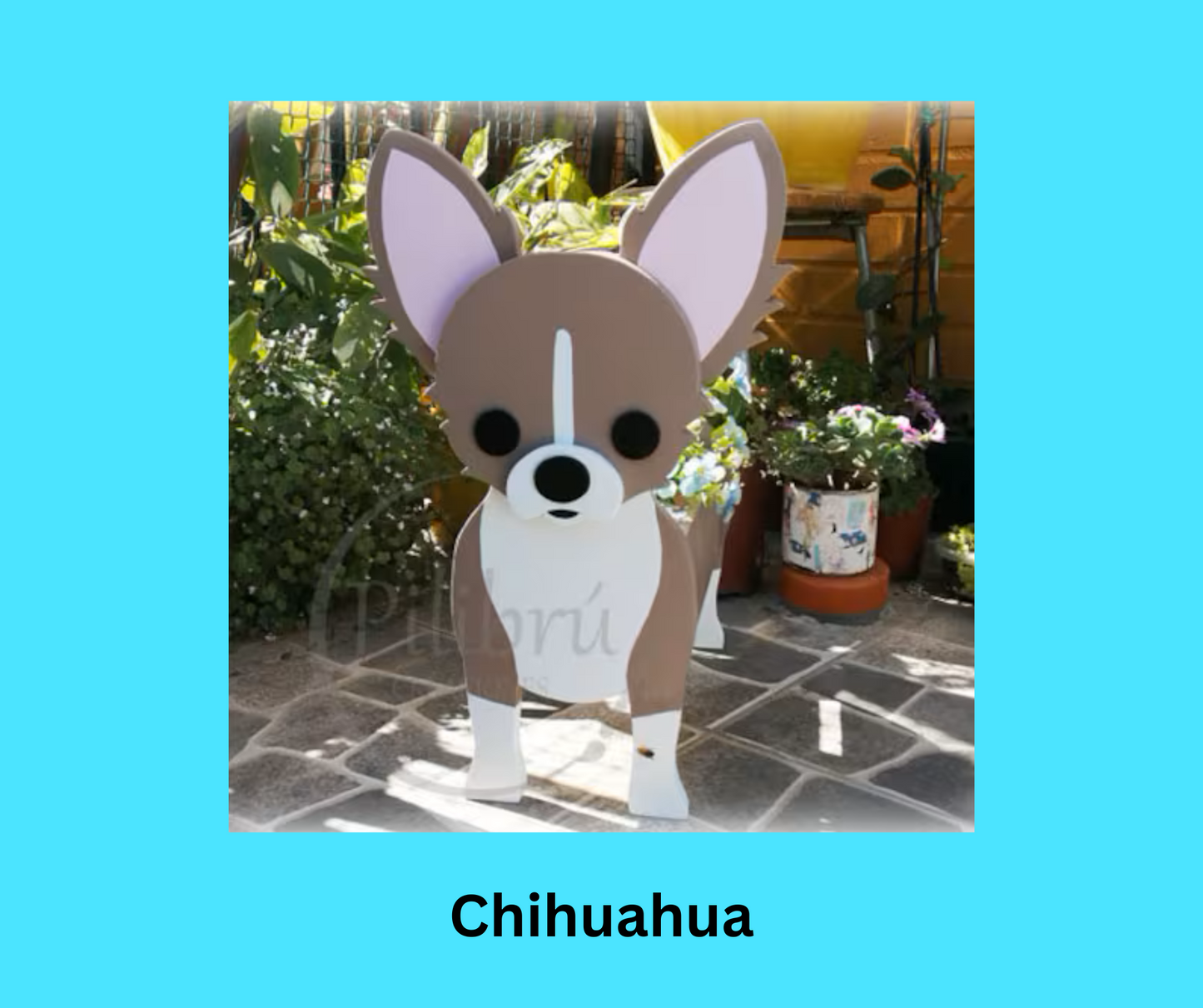 Chihuahua