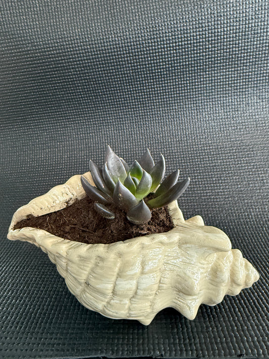 Paint a Ceramic - Mothers Day Planters & Succulents
