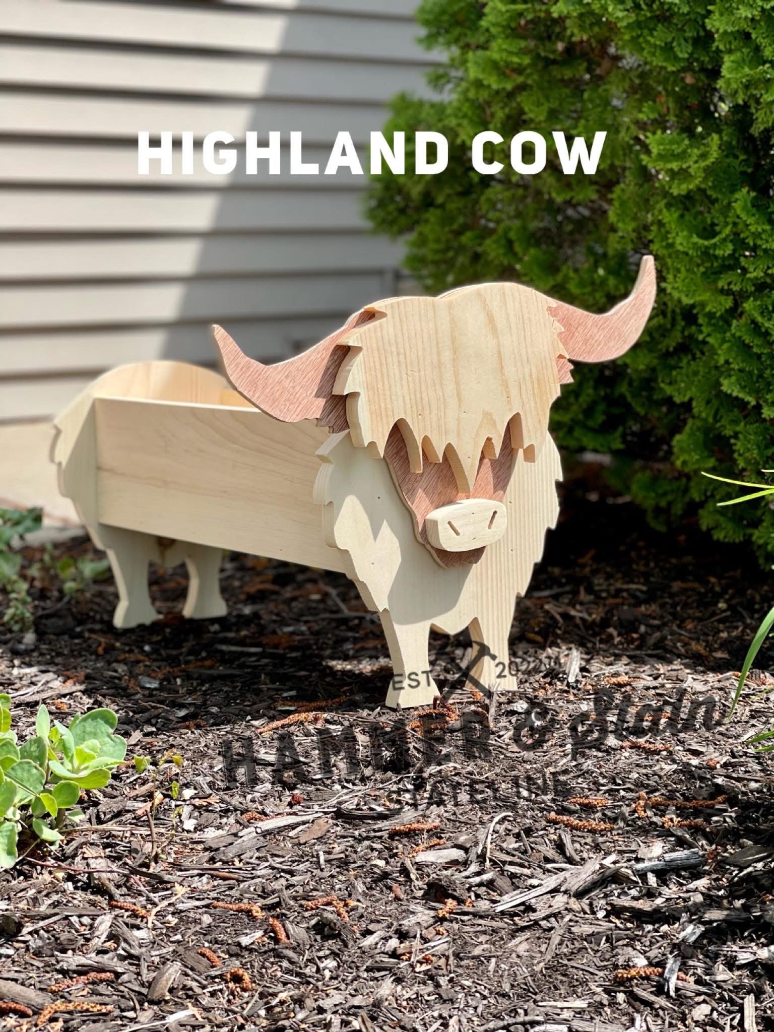 Highland Cow