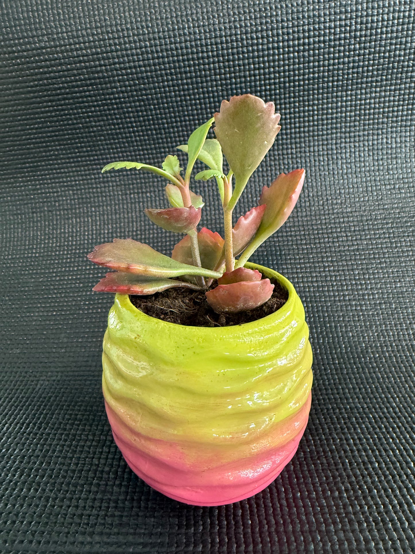 Paint a Ceramic - Mothers Day Planters & Succulents