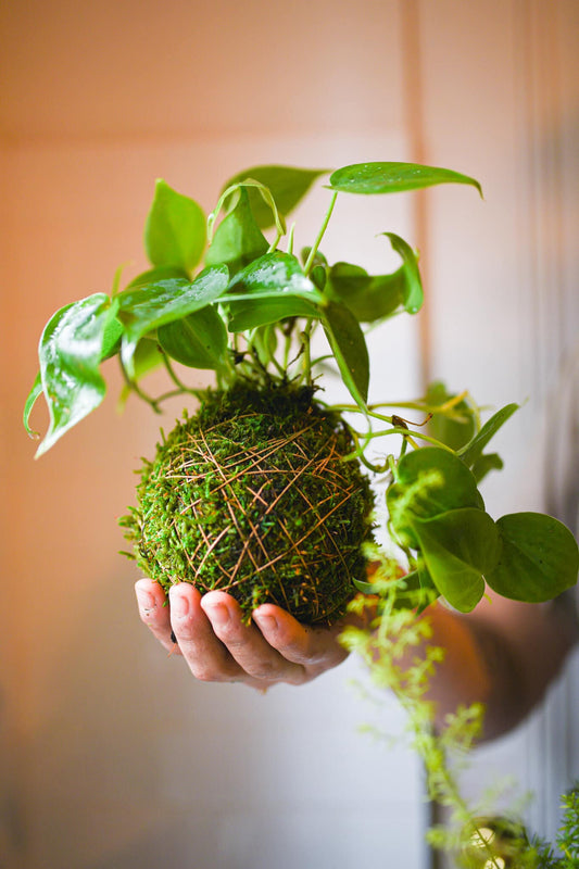 6/7/2025 - The Art of Kokedama Workshop - 12pm - Harbor Beach Area District Library Common Room
